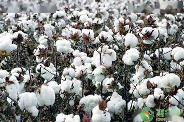 棉花最新价格多少钱一斤？2020年后期棉花价格还会上涨吗？(图1)